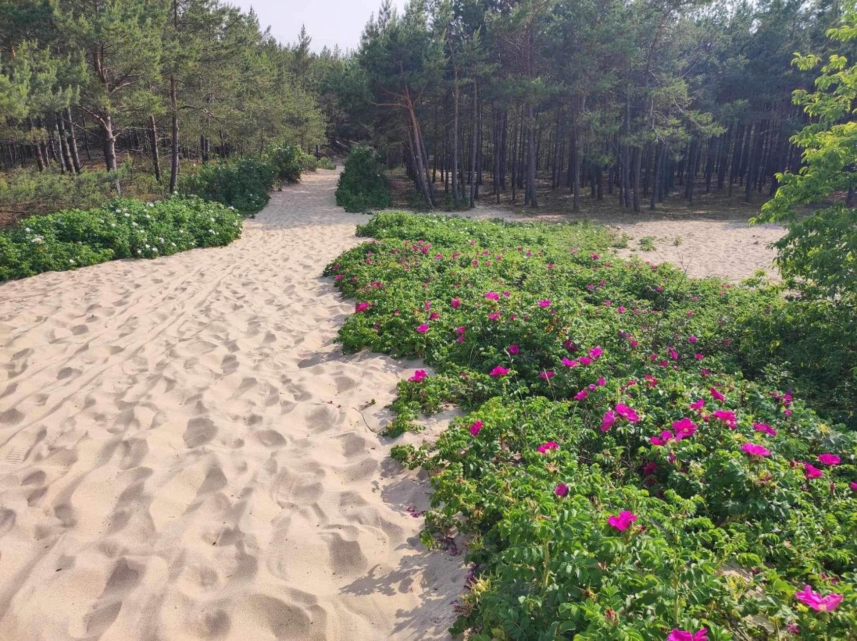 Villa Arkodes グダニスク エクステリア 写真